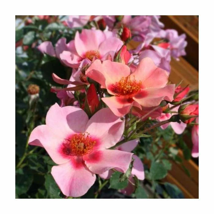 For Your Eyes Only' Bush Rose - 4L Pot 2 For Your Eyes Only' Bush Rose - 4L Pot - Image 2