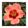 For Your Eyes Only' Bush Rose - 4L Pot