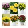 6 x Chrysanthemum Plants | Golden Sunset Collection | 10.5cm Pots