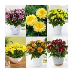 6 x Chrysanthemum Plants | Golden Sunset Collection | 10.5cm Pots