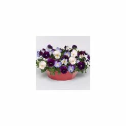 Pansy Cool Wave® Mixed Speed Planter for Hanging baskets 7 Pansy Cool Wave® Mixed Speed Planter for Hanging baskets -Yellow Plants Store PL6216 add image 2 12a1