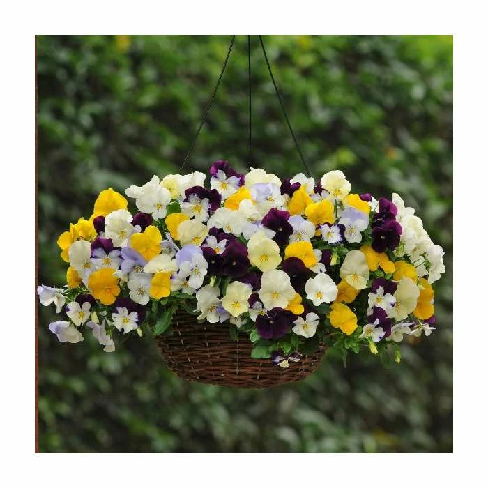 Pansy Cool Wave® Mixed Speed Planter for Hanging baskets 1 Pansy Cool Wave® Mixed Speed Planter for Hanging baskets