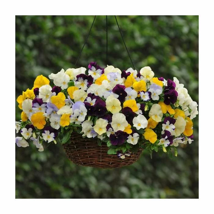 Pansy Cool Wave® Mixed Speed Planter for Hanging baskets 2 Pansy Cool Wave® Mixed Speed Planter for Hanging baskets - Image 2