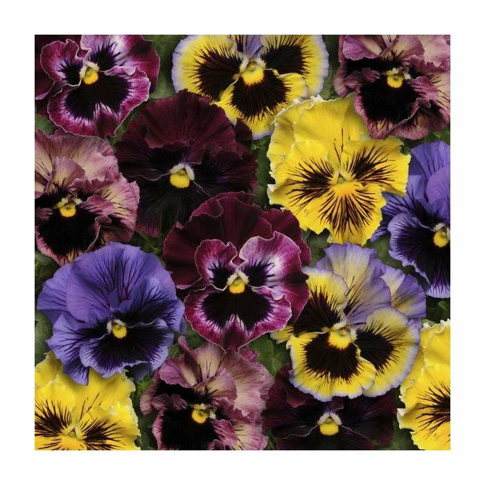 'Frizzle Sizzle' Pansy Mix | 3 x 10.5cm Pots 1 'Frizzle Sizzle' Pansy Mix | 3 x 10.5cm Pots