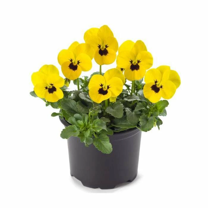 Pansy 'Yellow Blotch' | 10.5cm Pot 1 Pansy 'Yellow Blotch' | 10.5cm Pot
