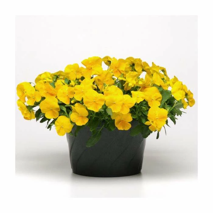 Pansy 'Golden Yellow' | 10.5cm Pot | Pansy Cool Wave® 1 Pansy 'Golden Yellow' | 10.5cm Pot | Pansy Cool Wave®