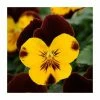 Pansy 'Red Wing' | 10.5cm Pot | Pansy Cool Wave®
