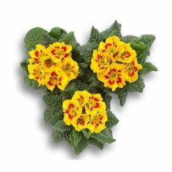 Primrose 'Bumblebee' | 10.5cm Pot