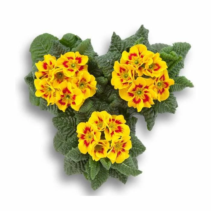 Primrose 'Bumblebee' | 10.5cm Pot 1 Primrose 'Bumblebee' | 10.5cm Pot