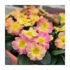 Primrose 'Chameleon' | 10.5cm Pot