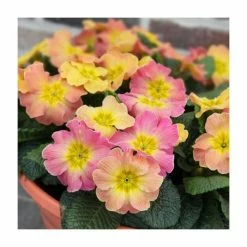 Primrose 'Chameleon' | 10.5cm Pot