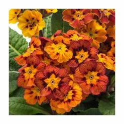 Primrose elatior 'Castillian' | 10.5cm Pot