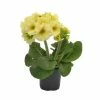 Primrose elatior 'Fleurette Lime' | 10.5cm Pot