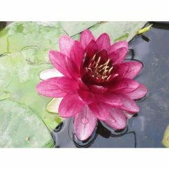 Nymphaea Almost Black 10 ltr