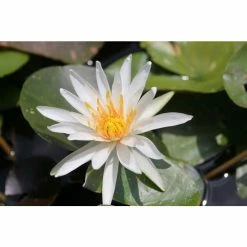 Nymphaea Arc-En-Ciel 3 ltr