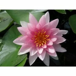 Nymphaea Darwin (Hollandia) 10 ltr