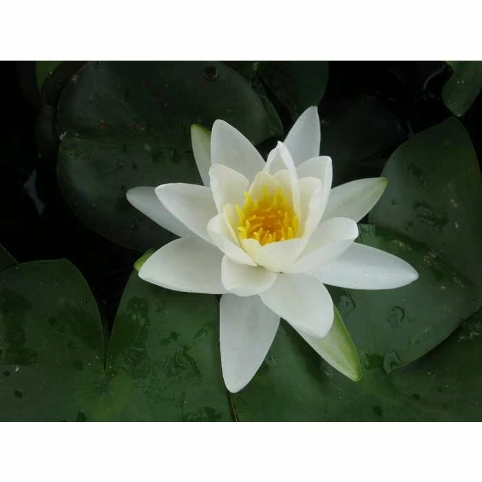 Nymphaea Gladstoniana 10 ltr 1 Nymphaea Gladstoniana 10 ltr