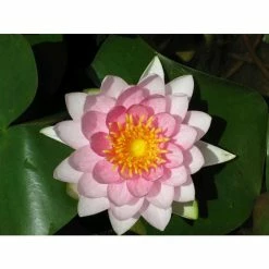 Nymphaea Madame Wilfron Gonnere 10 ltr