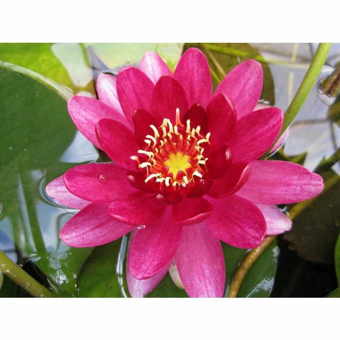 Nymphaea Perry's Baby Red 1 ltr 1 Nymphaea Perry's Baby Red 1 ltr