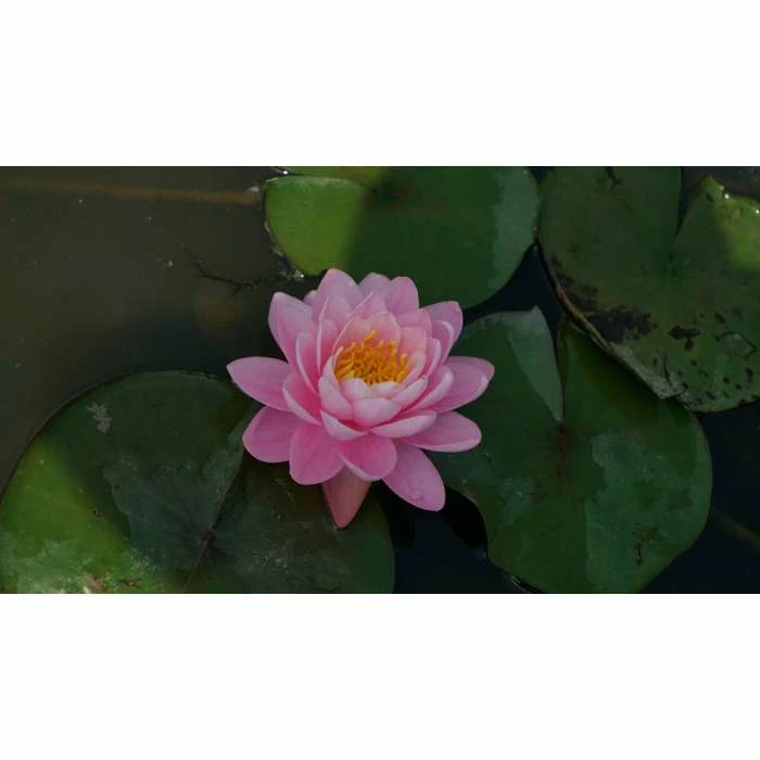 Nymphaea Pink Peony 3 ltr 1 Nymphaea Pink Peony 3 ltr