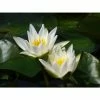 Nymphaea Snow Princess 2 ltr