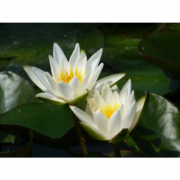 Nymphaea Snow Princess 2 ltr 1 Nymphaea Snow Princess 2 ltr