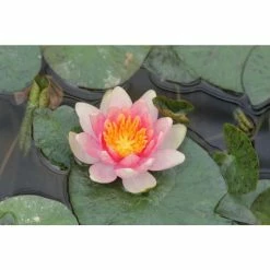 Nymphaea Solfatare 3 ltr