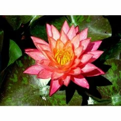 Nymphaea Wanvisa 10 ltr