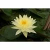 Yellow lily 3 ltr