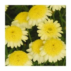 Argyranthemum 'Maderia⢠Crested Yellow' | Pack of 5 Plug Plants