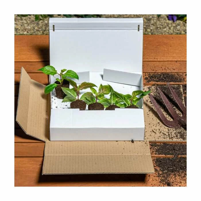 Bidens 'Golden Glory' | Bedding | Pack Of 5 Large Plug Plants 2 Bidens 'Golden Glory' | Bedding | Pack Of 5 Large Plug Plants - Image 2