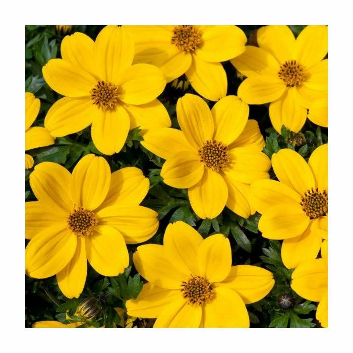 Bidens 'Golden Glory' | Bedding | Pack Of 5 Large Plug Plants 1 Bidens 'Golden Glory' | Bedding | Pack Of 5 Large Plug Plants