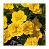 Calibrachoa 'Can-Can Double Dark Yellow' | Bedding | Pack Of 5 Large Plug Plants