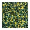 Sanvitalia 'Golden Aztec' | Perennial | 5 x Large Plugs
