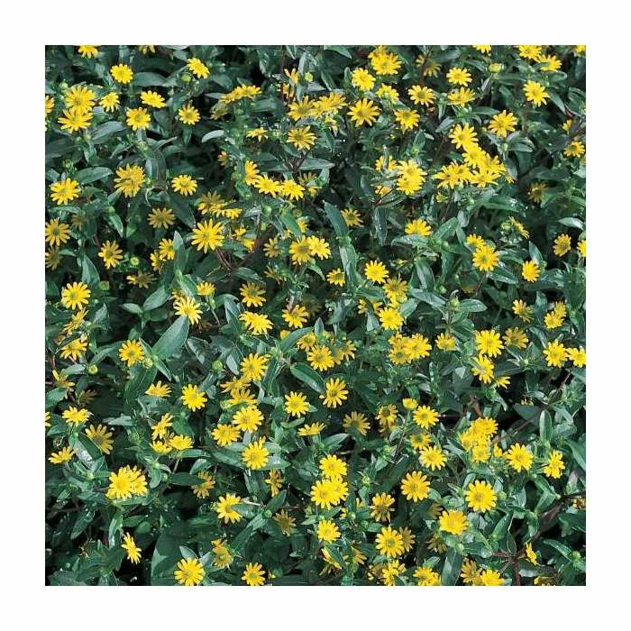 Sanvitalia 'Golden Aztec' | Perennial | 5 x Large Plugs 1 Sanvitalia 'Golden Aztec' | Perennial | 5 x Large Plugs