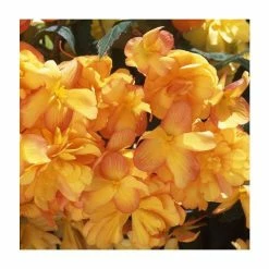 Begonia IlluminationĀ® 'Apricot Shades' | Perennials | Pack of 5 Large Premium Plug Plants
