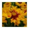 Gaillardia 'Sunset Sunrise' | 3L Pot