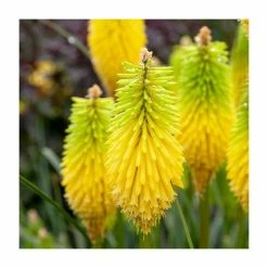 Kniphofia 'Lemon Popsicle' | 3L Pot