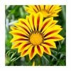 Gazania 'Big Kiss Yellow Flame' | 2L Pot