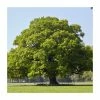 Quercus robur | Oak Tree