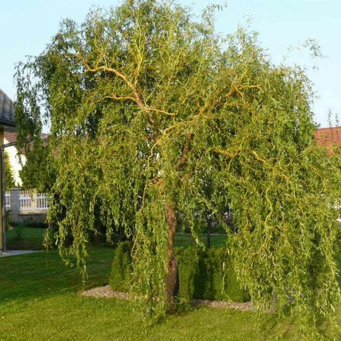 Corkscrew Willow | Salix Matsudana 'Tortousa' 1 Corkscrew Willow | Salix Matsudana 'Tortousa'