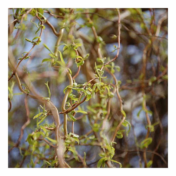 Corkscrew Willow | Salix Matsudana 'Tortousa' 2 Corkscrew Willow | Salix Matsudana 'Tortousa' - Image 2