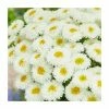 Leucanthemum superbum 'Engelina' | Shasta Daisy | 3L Pot