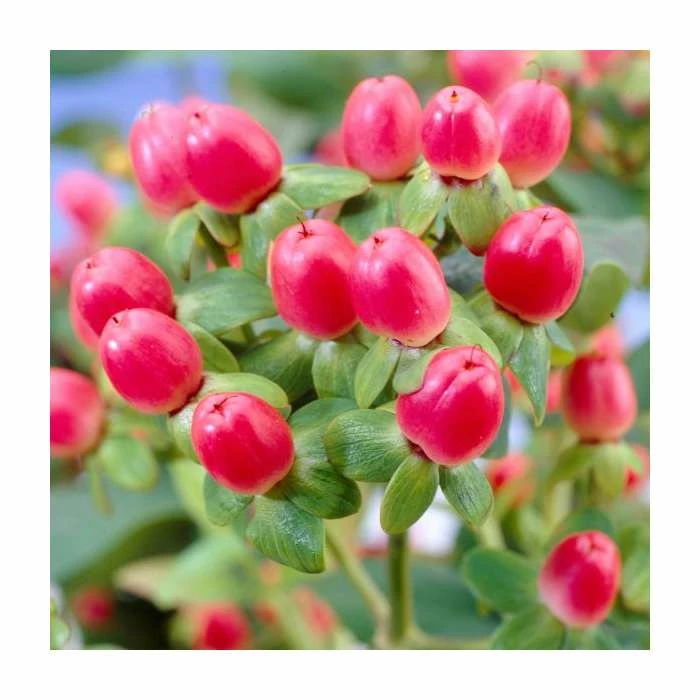 15 - 20cm Hypericum x inodorum (Magical Red Flame) | St. John's Wort | 9cm Pot 1 15 - 20cm Hypericum x inodorum (Magical Red Flame) | St. John's Wort | 9cm Pot