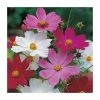 Cosmos 'Sensation' Mixed Seeds | Cosmos Bipinnatus | By Mr Fothergills