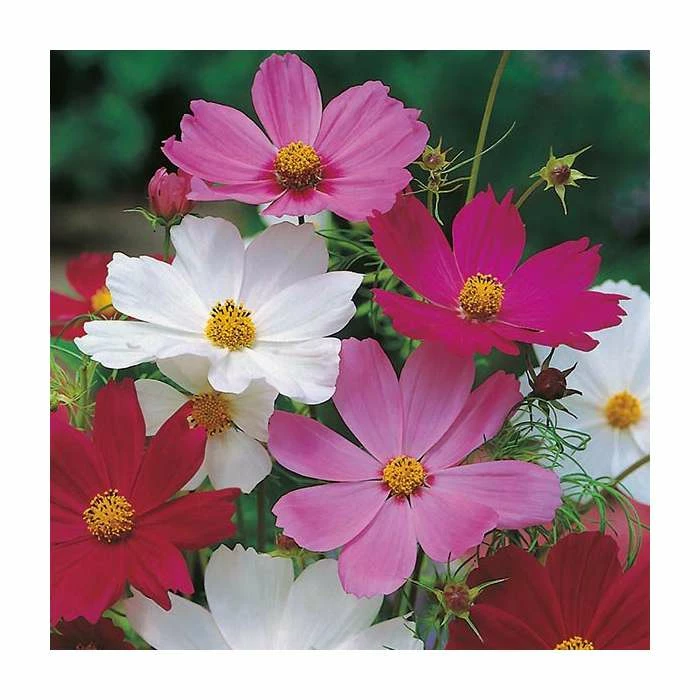 Cosmos 'Sensation' Mixed Seeds | Cosmos Bipinnatus | By Mr Fothergills 1 Cosmos 'Sensation' Mixed Seeds | Cosmos Bipinnatus | By Mr Fothergills