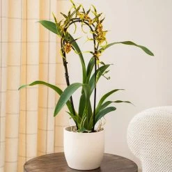 50-55cm Cambria Orchid 'Mystic Maze' | 12cm Pot 7 50-55cm Cambria Orchid 'Mystic Maze' | 12cm Pot -Yellow Plants Store PL92412PP add image 2 2d7f
