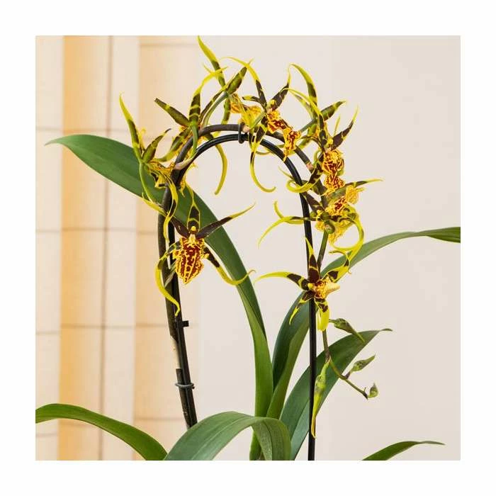 50-55cm Cambria Orchid 'Mystic Maze' | 12cm Pot 1 50-55cm Cambria Orchid 'Mystic Maze' | 12cm Pot