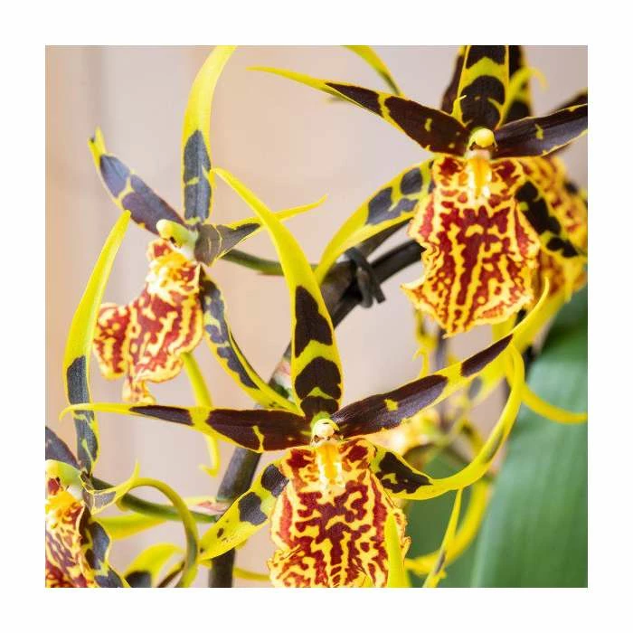 50-55cm Cambria Orchid 'Mystic Maze' | 12cm Pot 2 50-55cm Cambria Orchid 'Mystic Maze' | 12cm Pot - Image 2