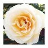 Susan Daniel | Floribunda Rose